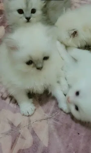 قطط لي بيع عرض حلوه الون اشكل تجنان