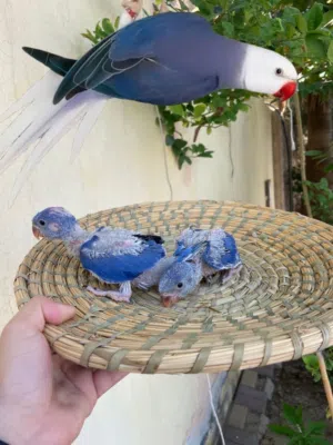 فروخ ببغاء الدره بيبي متو لمحبين التمميز والذوق العالي انتاج البحرين للتوضيح نفي الصوره فوق اصيرون