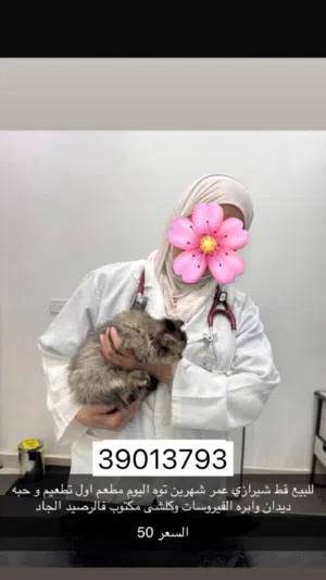 قطة شيرازية