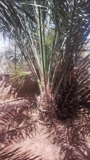 نخل عربي طيب