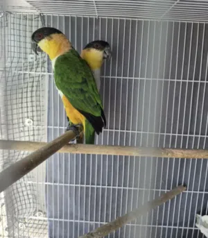 Caique pair and cocktail pair