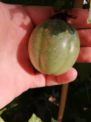 باشن فروت الضفه بعض اشتال تحمل ثمر