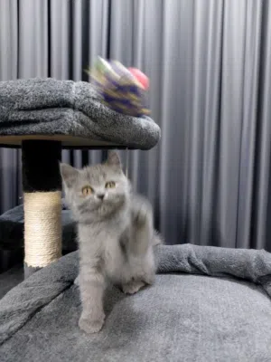 قطة سكوتش فولد صغيرة