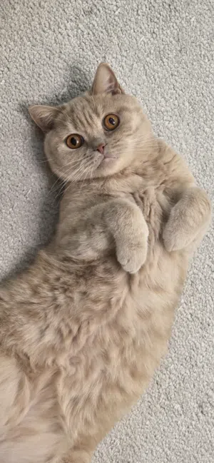 قط ذكر بريتش شورت هير
