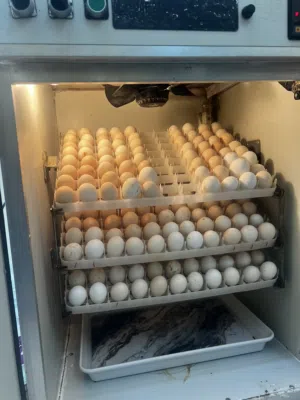 فقاست الادهم للبيع بحاله ممتازه جدا جدا مستخدمه مره واحده