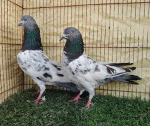 حمام بكستاني للبيع