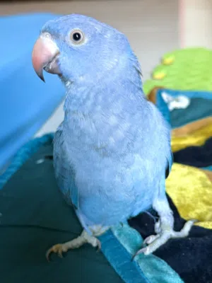 Blue RingNeck