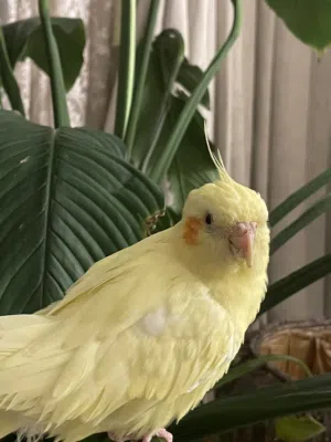 كوكتيل لاتنيو ذكر