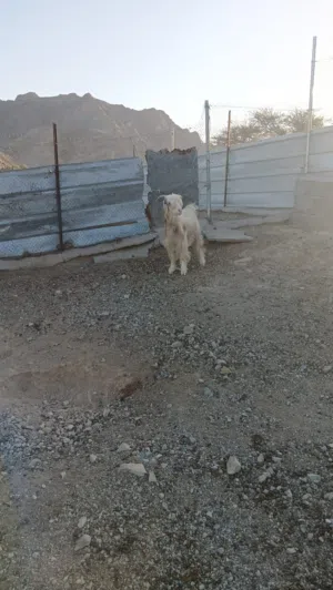 شاه للبيع من حلال الرحبي