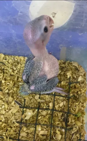 فروخ دره الاخضر