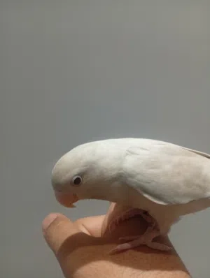 للبيع لاف بيرد أليف يجي طيران