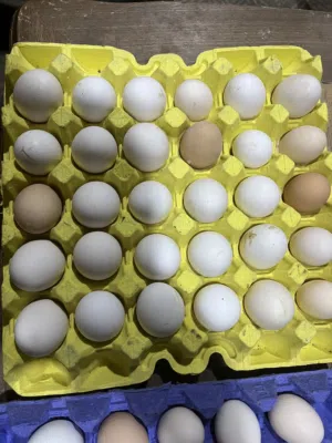 لدينا بيض بلدي مخصب و عادي