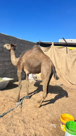 ناقة وطنية للبيع