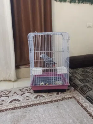 ببغاء للبيع سعر 550