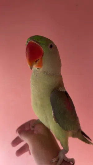 نيبالي عمر سنة للبيع