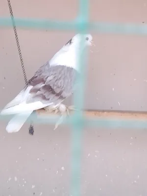 Pigeons0