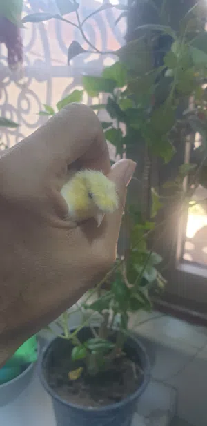 نثيه كناري بياضه