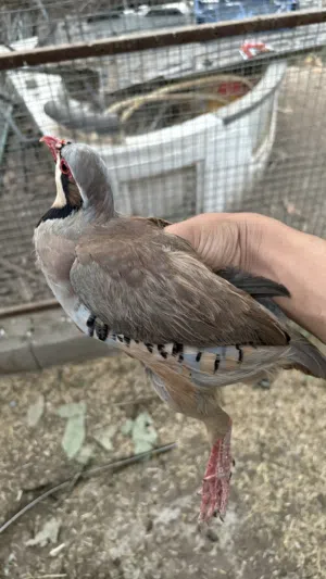 طائر الحجل (أنثى )