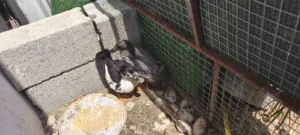 بط بصحه جيده للبيع او البدل بدجاج