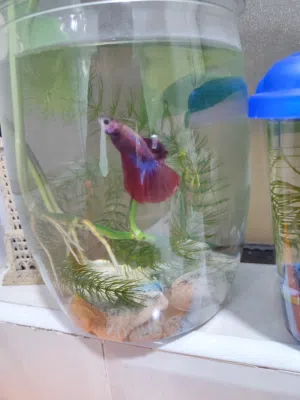 Betta Fish + Tank + Live Plants