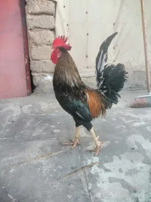 متوفر دجاج كويتي اصلي خط اول كحالي سيافي
