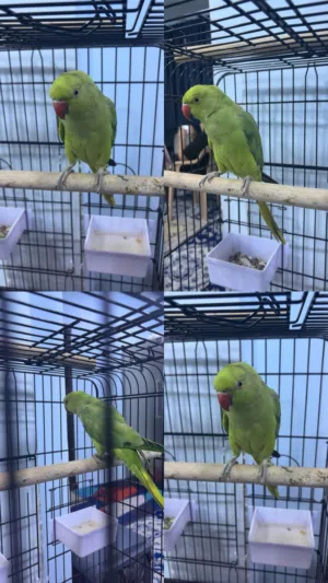 للبيع متوه