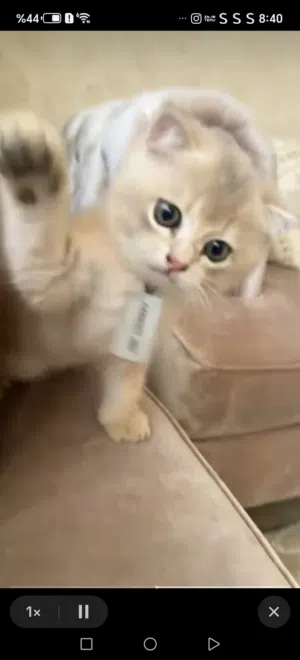 قط سكوتش فولد 4 شهور