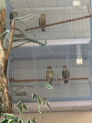 قفصين للبيع مع المسؤليه و المتكلين و العشوش