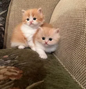 مطلوب شراء ولد وبنت قطط شيرازي عمره شهرين ولايزيد عن شهرين مون فيس نظافة القطط شرط اساسي