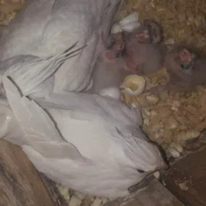 عبدالرحمن السعيدين