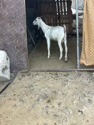 للبيع جدية وصخلات