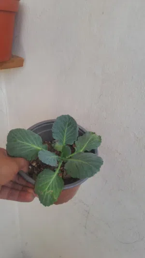 نبات الزهره للبيع