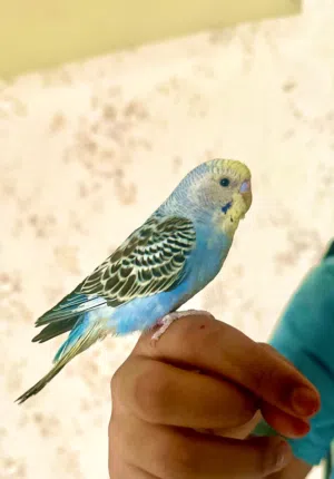 للبيع طير هند مع قفص