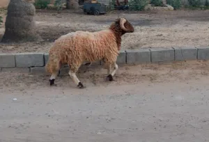 خروف ماشاء الله