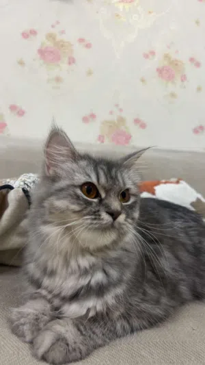 قطة للتبني عمرها سنة