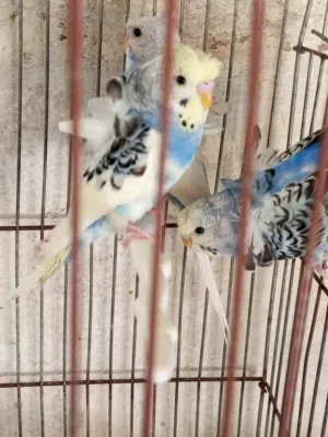 بسم الله الرحمن الرحيم متاح ثلث حبات هوقو روما تبارك الرحمان الله يباركلك لا صاحب النصيب
