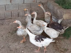 بط كوبرة +بط عادي