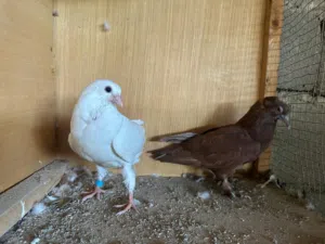 سلام عليكم اربع افراخ ثنين كمرليات واحد احمر واحد فرخ ارفلي كلهن مخاليف صغار ما طايرات ستوني عزلتهن
