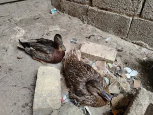 بش حر بري خضيري زوج حواهن بيض