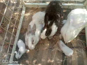 Rabbits3