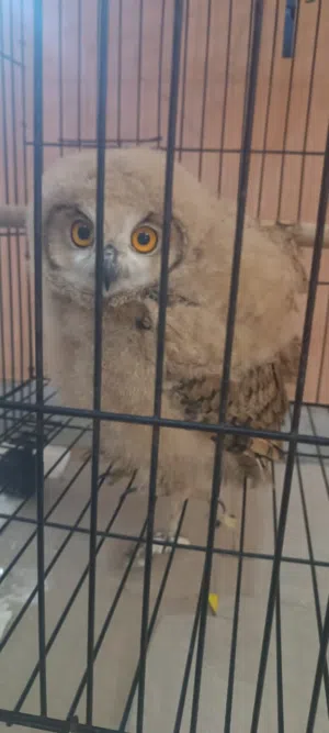 بومه صغيره للبيع متربيه