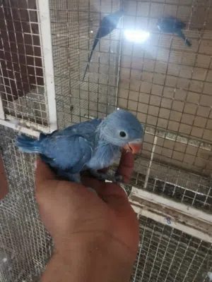 طيور بغباء دره ازرق واصفر