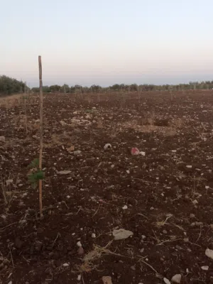 اربعة دنمات للبيع بسعر مغري من المالك مباشره اربد لواء بني كنانه القصفه 3 7 4 8 4 3 9 8 7 0 عدي