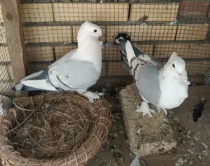 شباب ستلايت الاج خط اول ونقيات درجه اولا يردن يبيضن بيع او مراوس الوصف ضروري