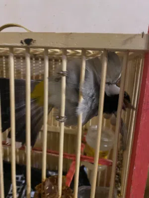 بلبل اليف بصراوي عمره 3 سنوات فحل