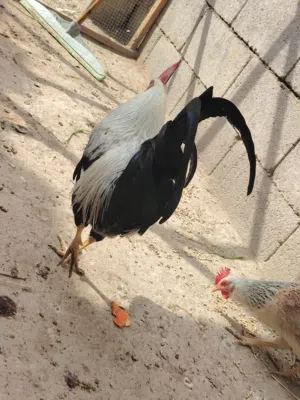 السلام عليكم متاح بيض دجاج كويتي شوكي تمري  بيض شرط الشد نسبه 90٪  مدة الخزن 7 ايام