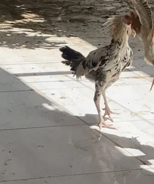 ديك باكستاني
