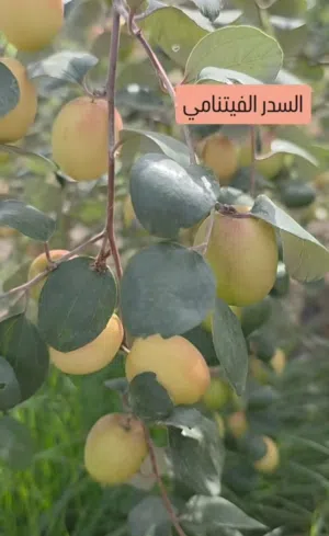 مطلوب سدر فتنامي وخلاص عمان