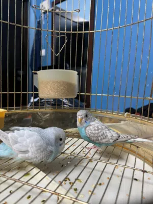 جوز طيور حب بادجي رينو