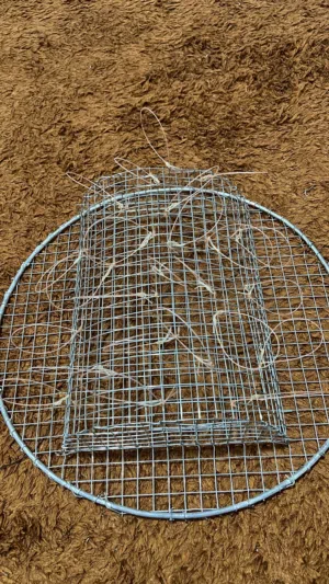 مصيدة صقور او شرايص